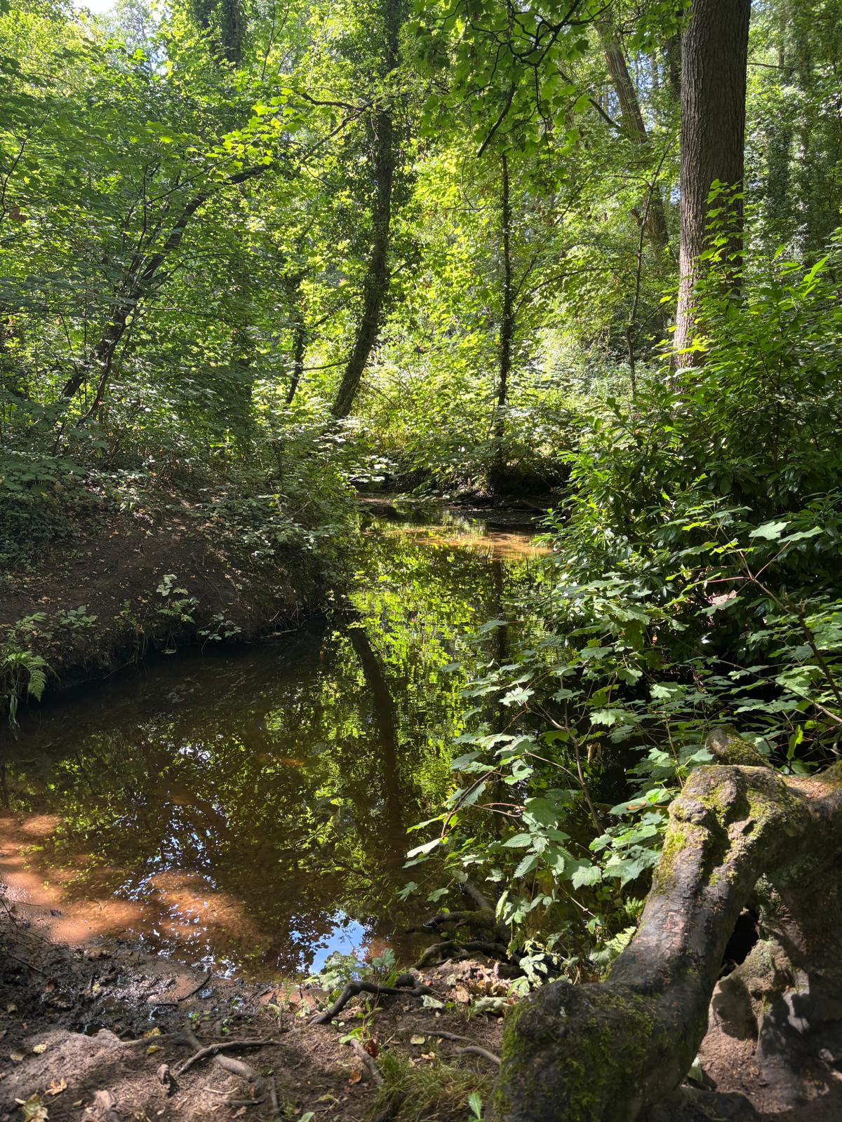 Helen's photograph of a woodland stream