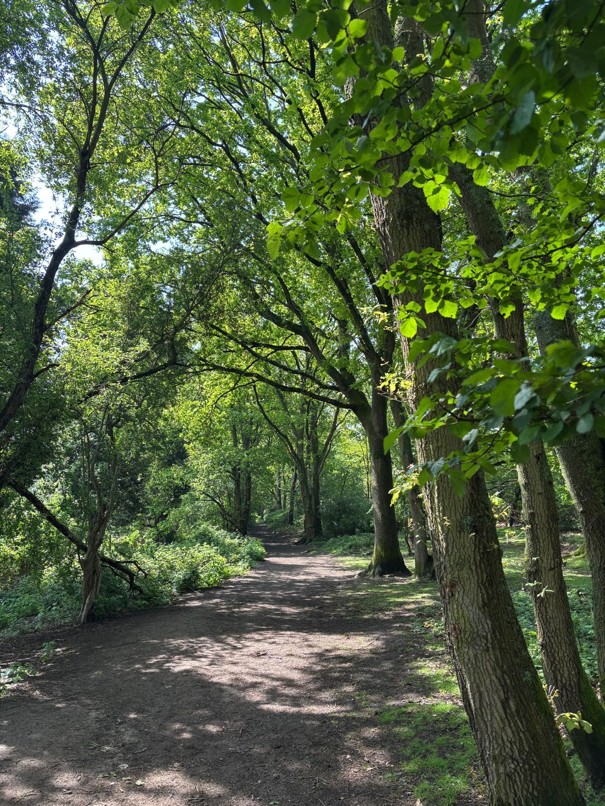 Helen's photograph of a woodland path